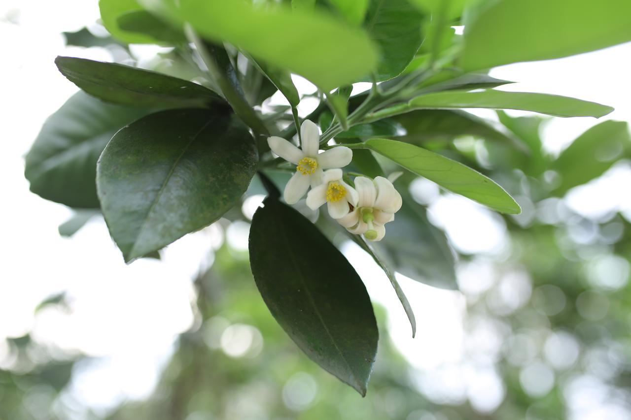 Thuy Bieu Homestay Hue Εξωτερικό φωτογραφία
